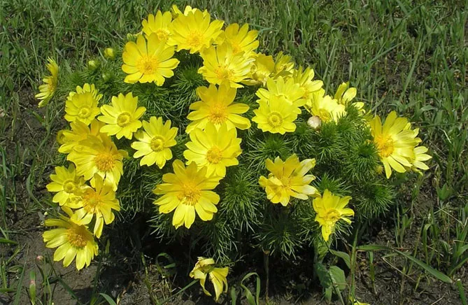 Адоніс (лат. Adonis)