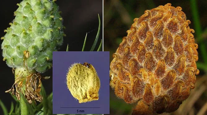 Адоніс (лат. Adonis)