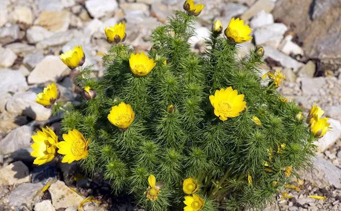 Адоніс (лат. Adonis)