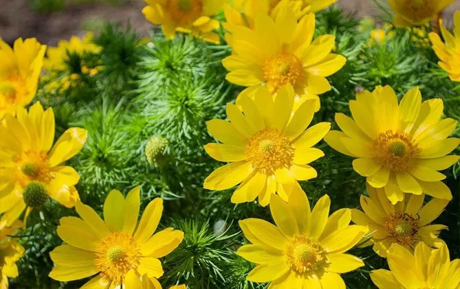 Адоніс (лат. Adonis)