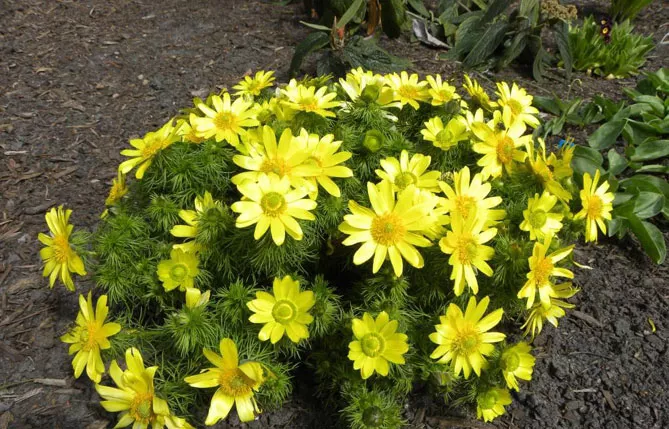 Адоніс (лат. Adonis)