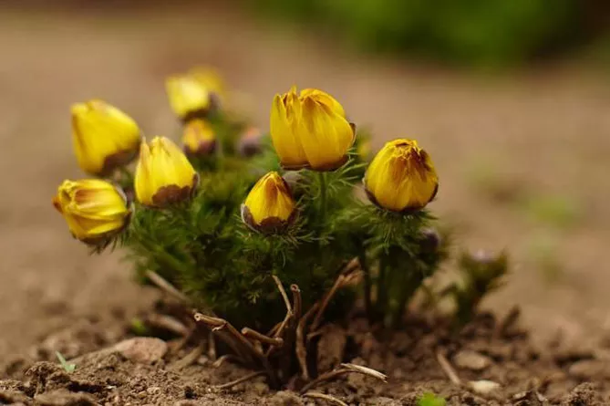 Адоніс (лат. Adonis)