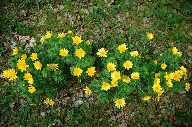 Адоніс (лат. Adonis)