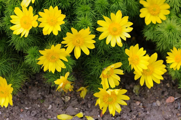 Адоніс (лат. Adonis)