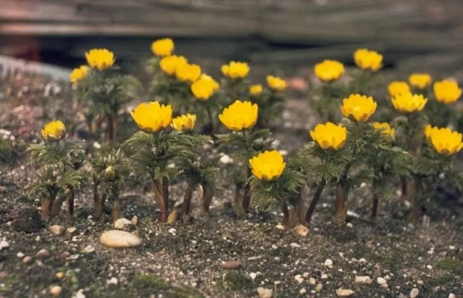 Адоніс (лат. Adonis)