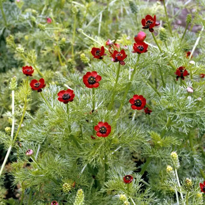 Адоніс (лат. Adonis)