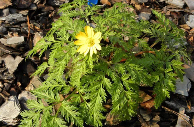 Адоніс (лат. Adonis)