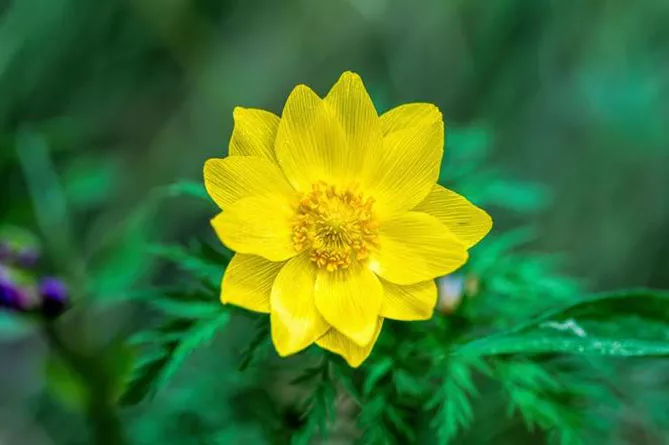 Адоніс (лат. Adonis)