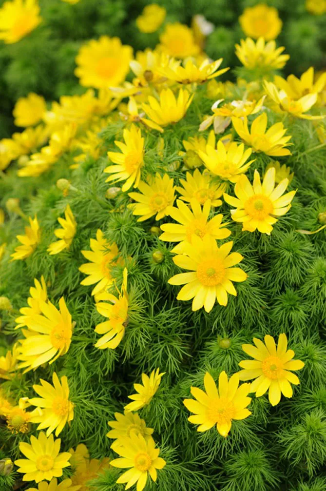 Адоніс (лат. Adonis)