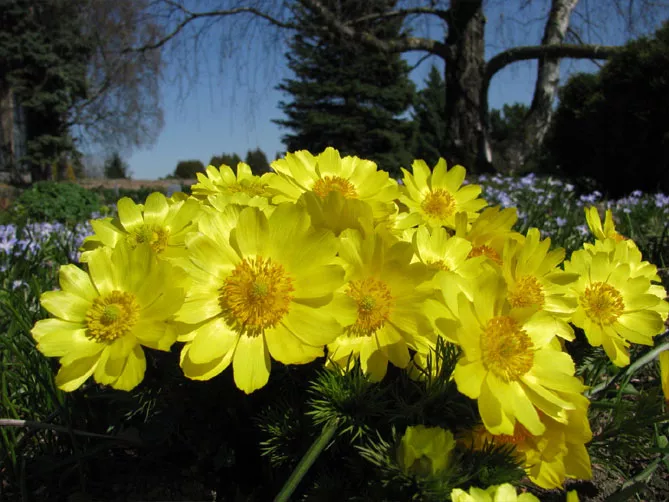 Адоніс (лат. Adonis)