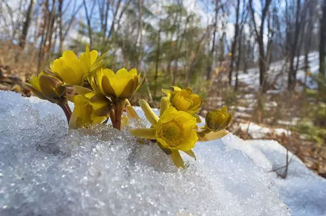 Адоніс (лат. Adonis)