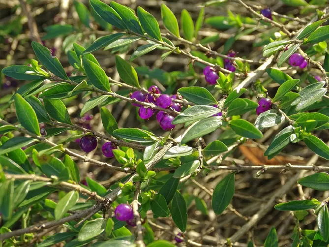 Жимолость шапкова (лат. Lonicera pilata)