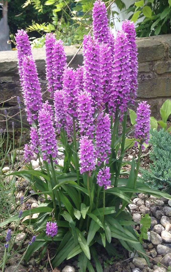 Орхідея садова (пальчатокорінник)