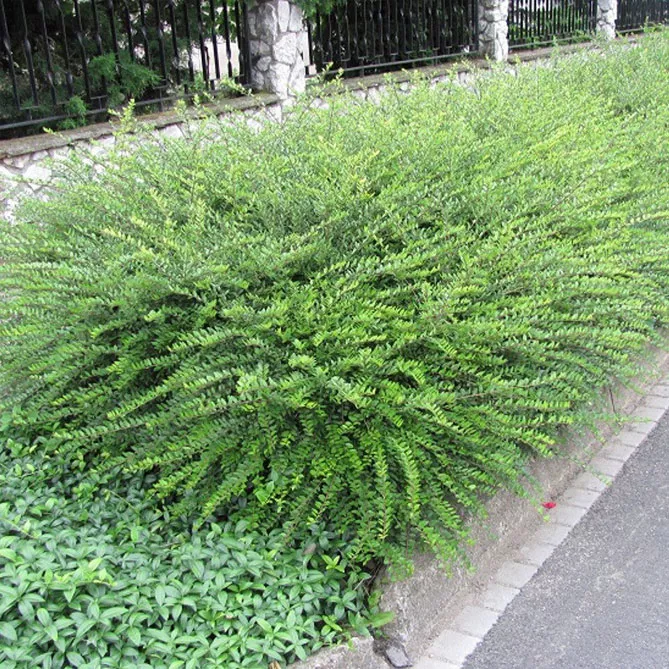 Жимолость шапкова (лат. Lonicera pilata)