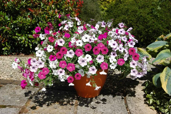 Петунія Тайдал