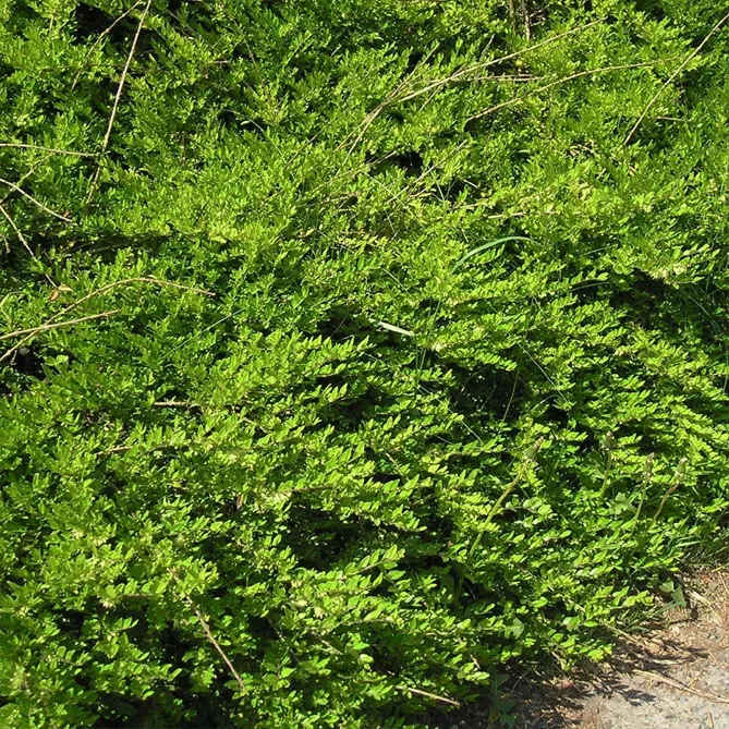 Жимолость шапкова (лат. Lonicera pilata)