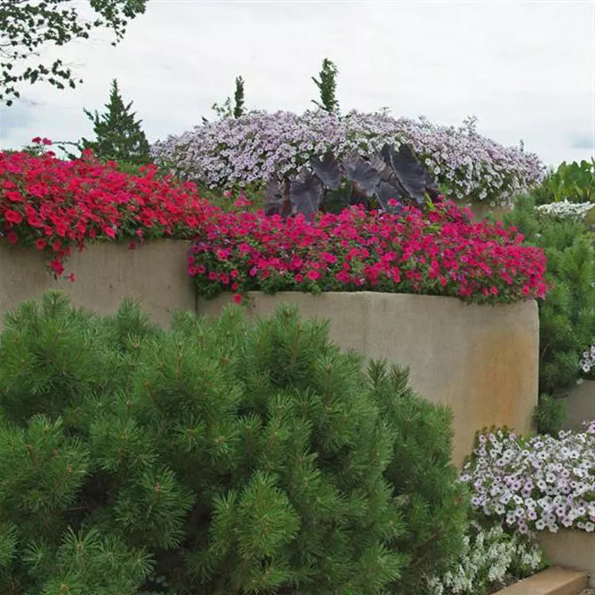 Петунія Тайдал