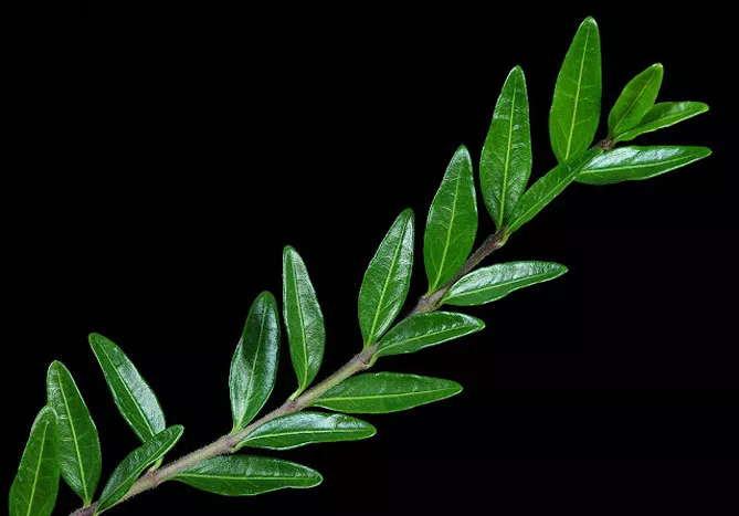 Жимолость шапкова (лат. Lonicera pilata)