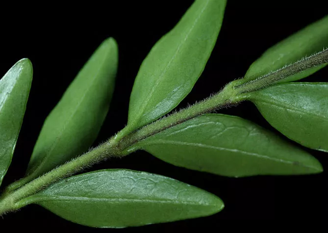 Жимолость шапкова (лат. Lonicera pilata)