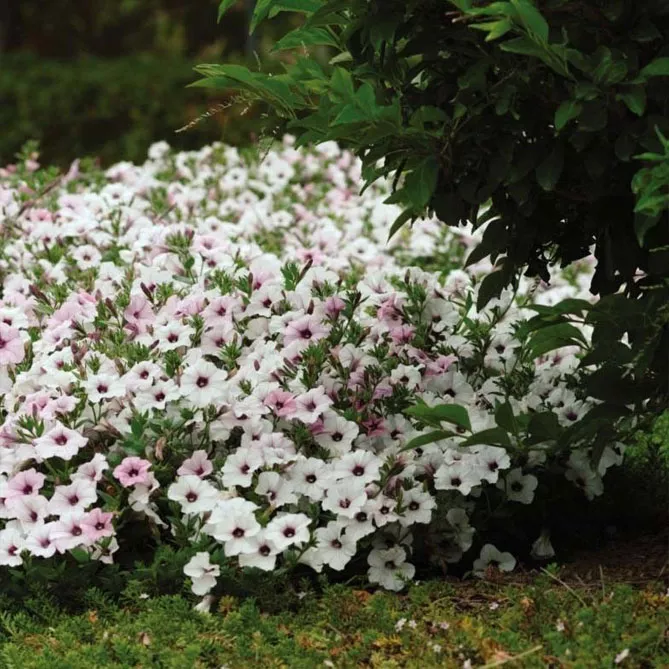 Петунія Тайдал