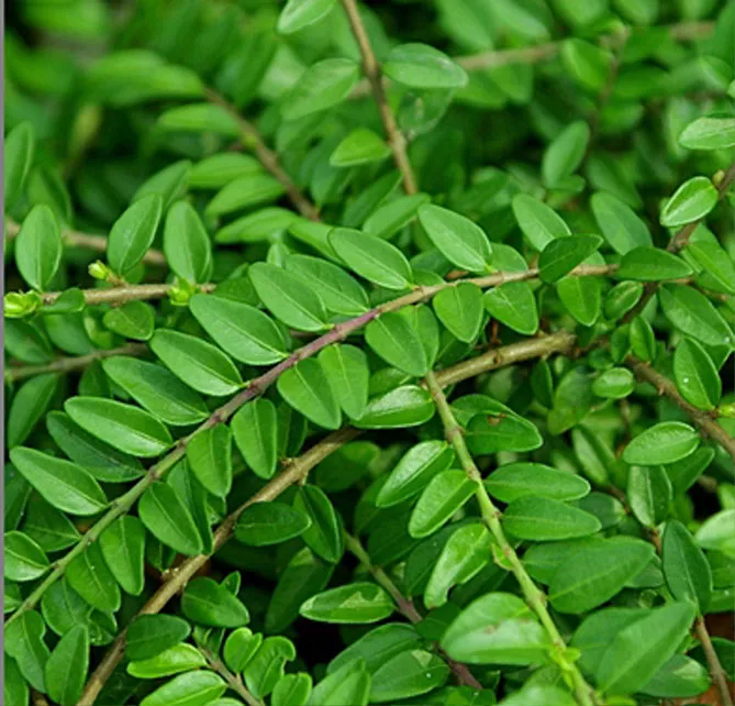 Жимолость шапкова (лат. Lonicera pilata)