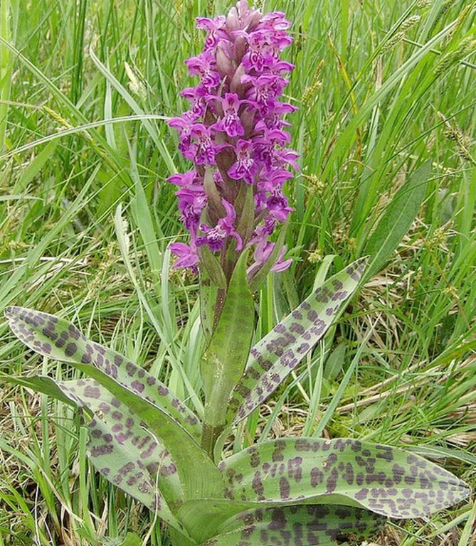 Орхідея садова (пальчатокорінник)