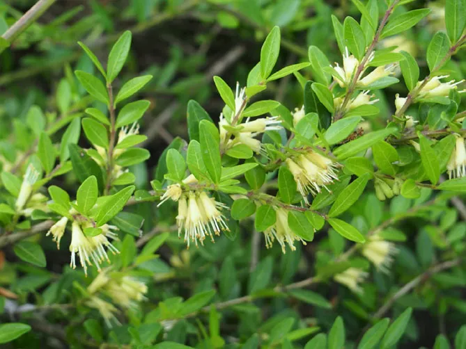 Жимолость шапкова (лат. Lonicera pilata)