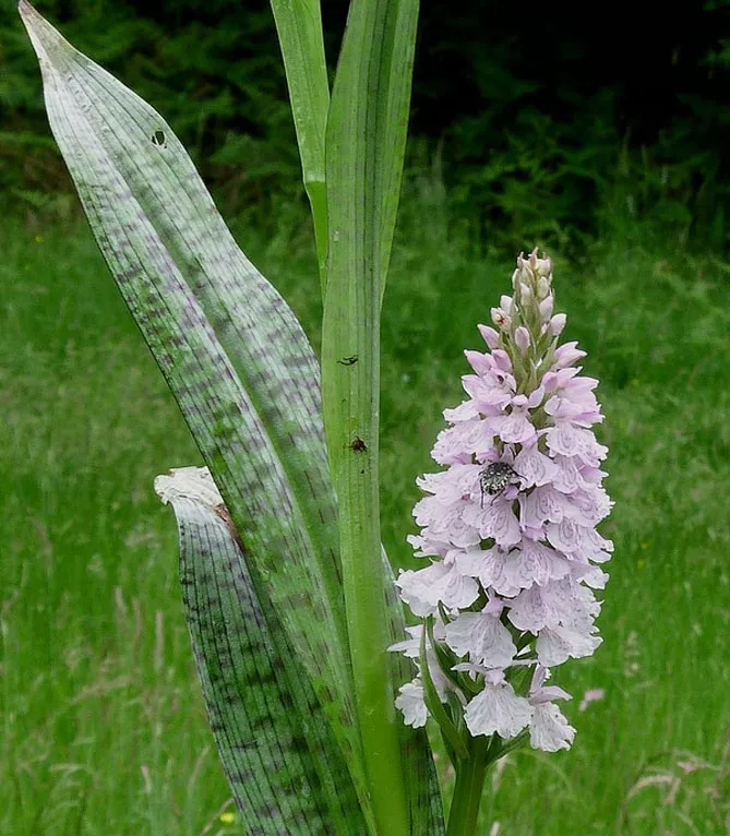 Орхідея садова (пальчатокорінник)