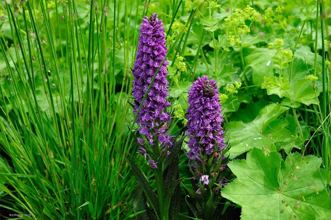 Орхідея садова (пальчатокорінник)