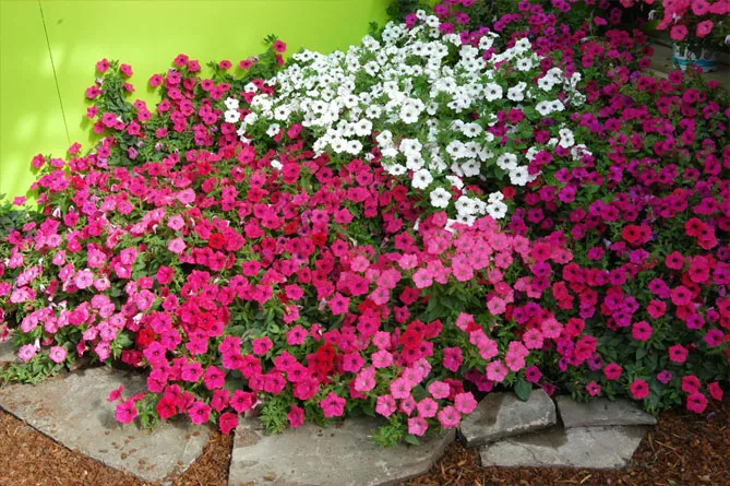 Петунія Тайдал