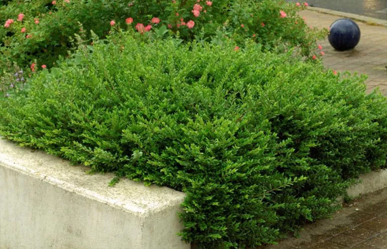 Жимолость шапкова (лат. Lonicera pilata)