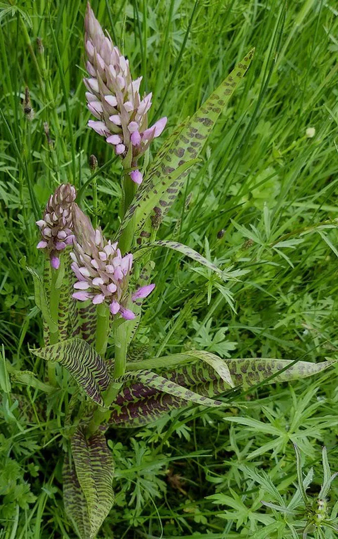 Орхідея садова (пальчатокорінник)
