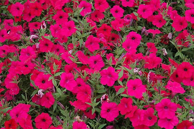 Петунія Тайдал