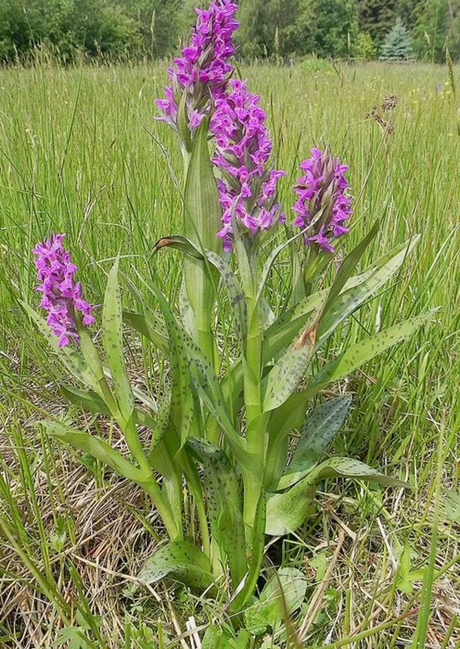 Орхідея садова (пальчатокорінник)