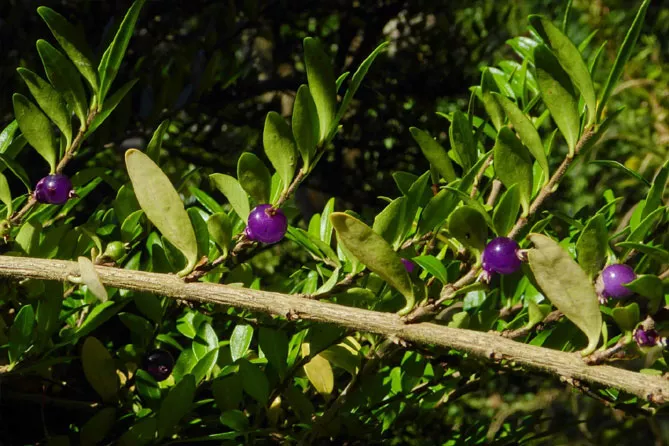 Жимолость шапкова (лат. Lonicera pilata)
