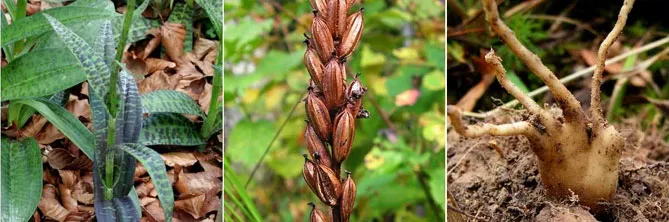 Орхідея садова (пальчатокорінник)