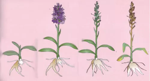 Орхідея садова (пальчатокорінник)