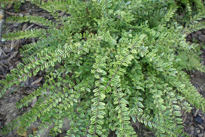 Жимолость шапкова (лат. Lonicera pilata)