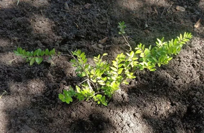 Жимолость шапкова (лат. Lonicera pilata)