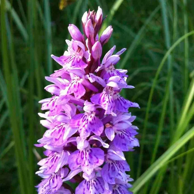 Орхідея садова (пальчатокорінник)