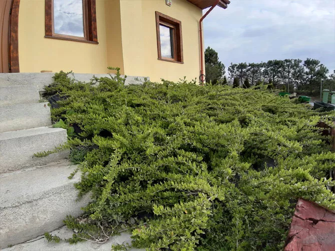 Жимолость шапкова (лат. Lonicera pilata)