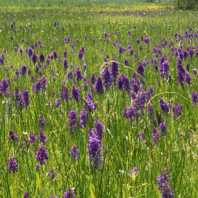 Орхідея садова (пальчатокорінник)