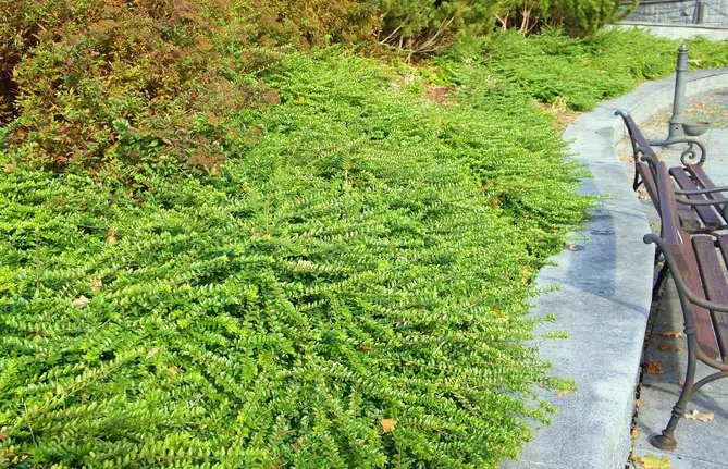 Жимолость шапкова (лат. Lonicera pilata)