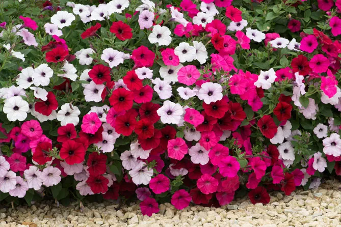 Петунія Тайдал