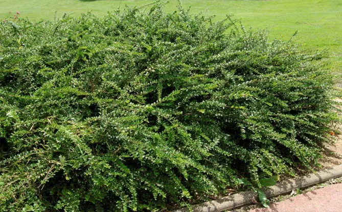 Жимолость шапкова (лат. Lonicera pilata)