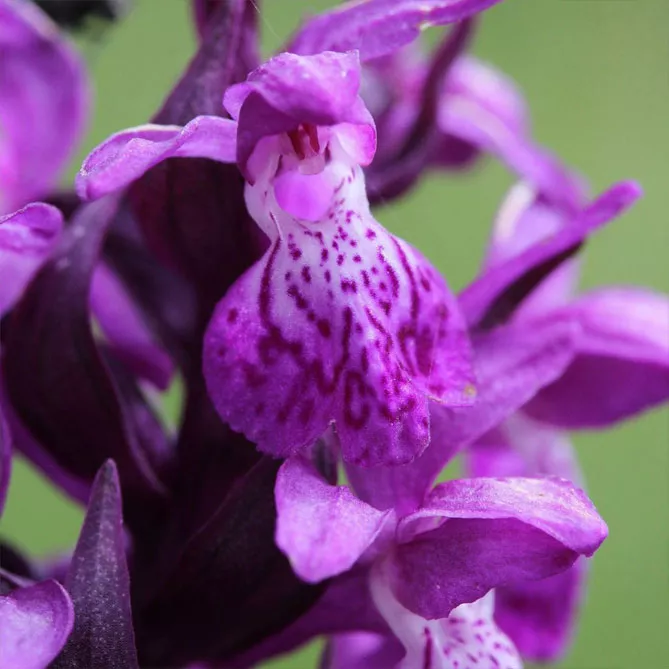 Орхідея садова (пальчатокорінник)