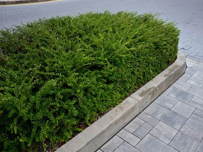 Жимолость шапкова (лат. Lonicera pilata)