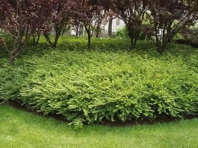 Жимолость шапкова (лат. Lonicera pilata)