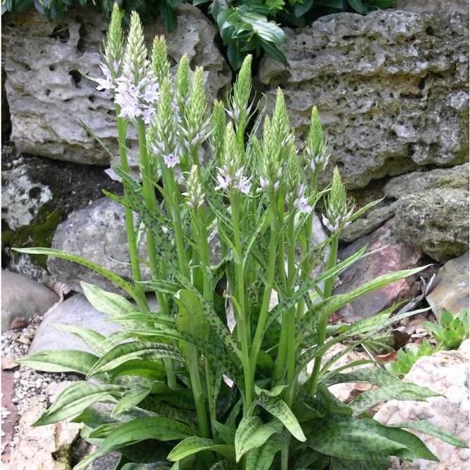 Орхідея садова (пальчатокорінник)