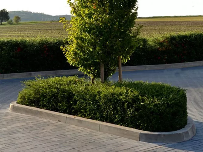 Жимолость шапкова (лат. Lonicera pilata)